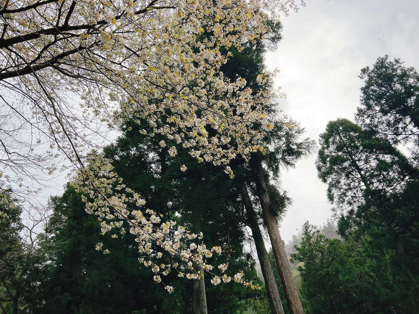 山桜