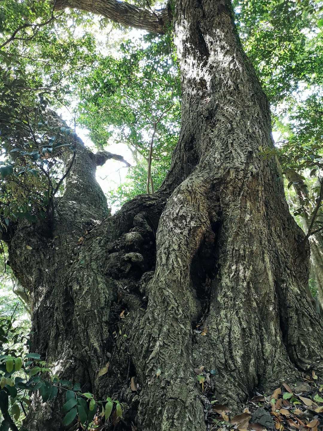見られている気配　森の守り人　精霊