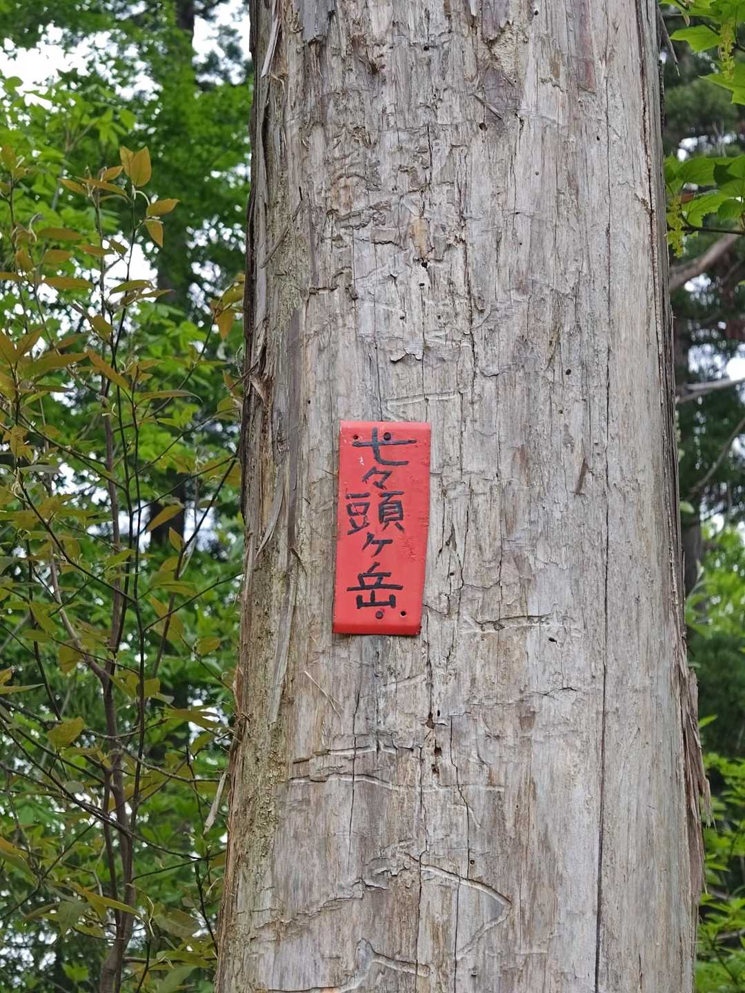 七七頭ヶ岳 往復コースの写真