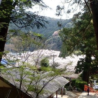 満開の桜を見おろしながら