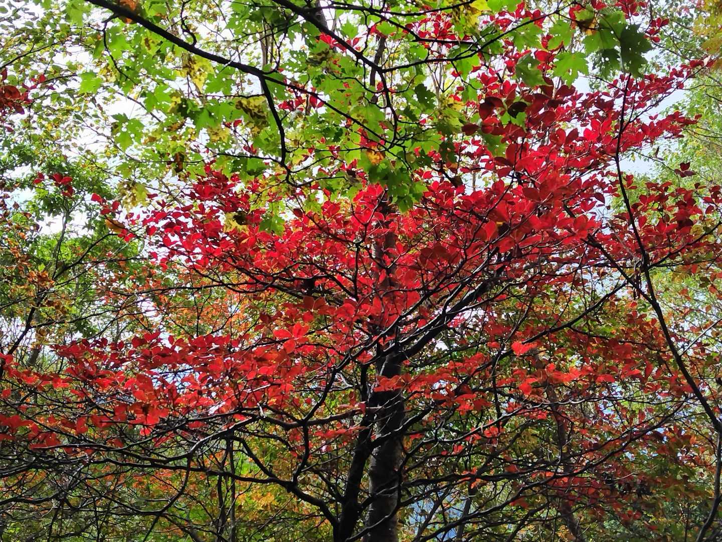 🍁