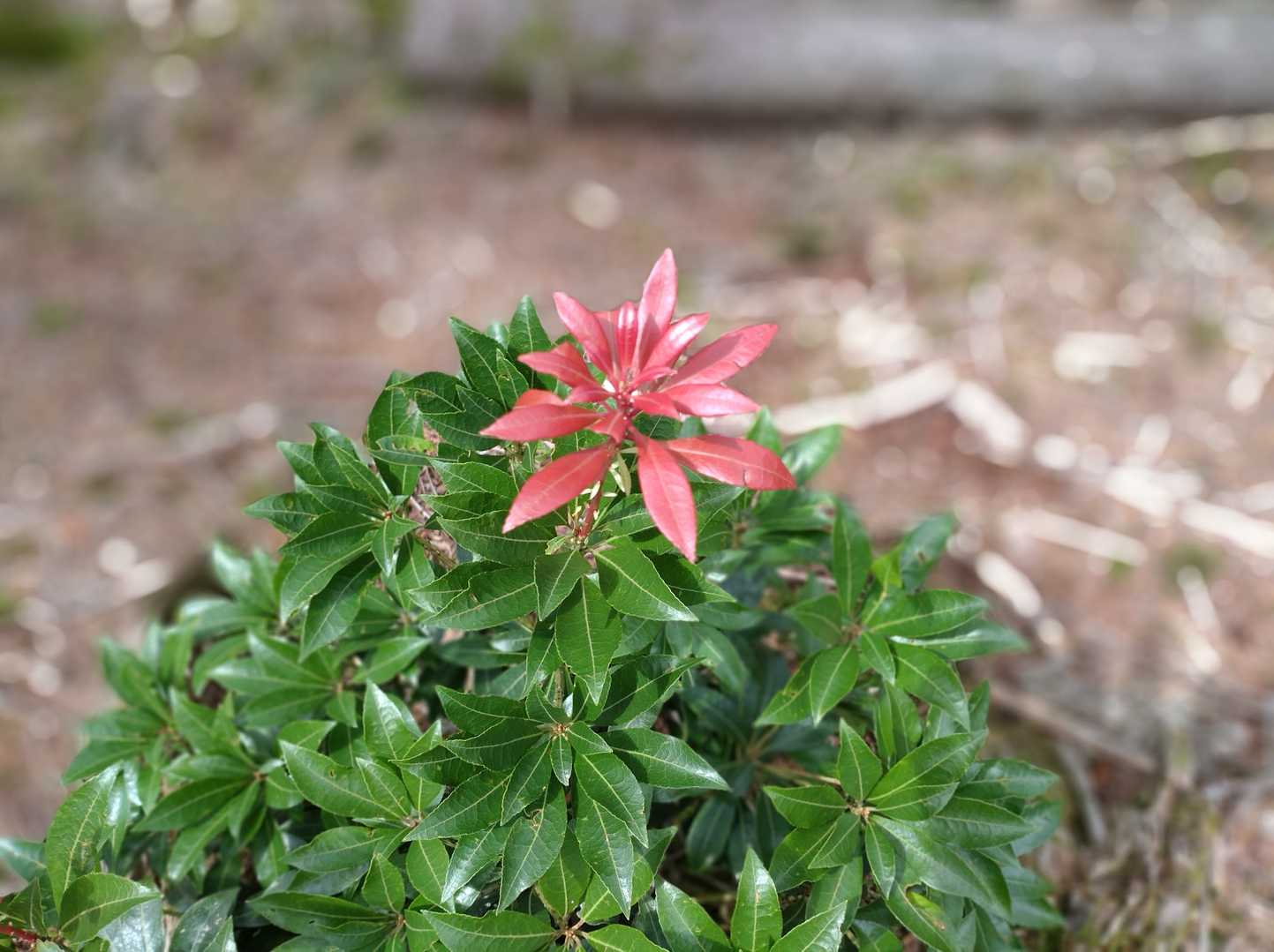 なんか綺麗に撮れた。