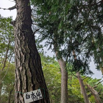 山頂に到着♪
この先は藪漕ぎが大変ってことで今日はここまで💧