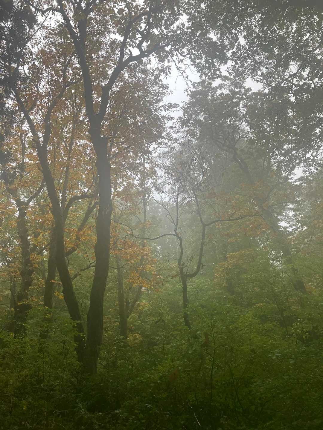 結構雨が降ってまして、幻想的