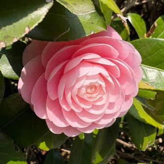 民家の椿🤣
とてもキレイだったので思わず撮ってしまいました