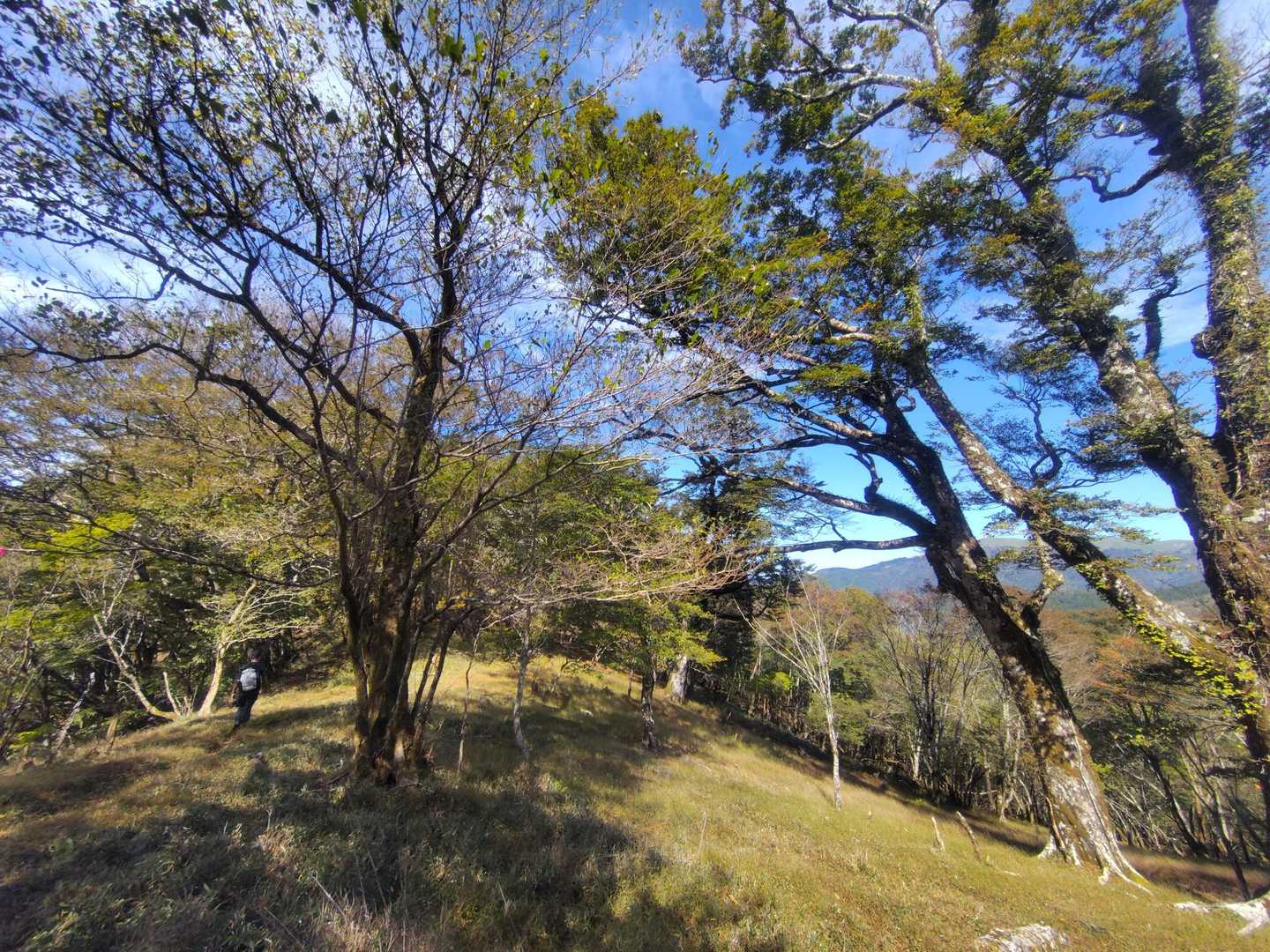 明るい森🌳🌳🌳