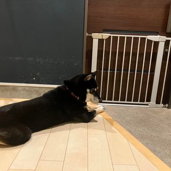 明日お父さん帰ってくるよ、って雷に言ったらこうなったらしい…明日は分からんよねー🤣