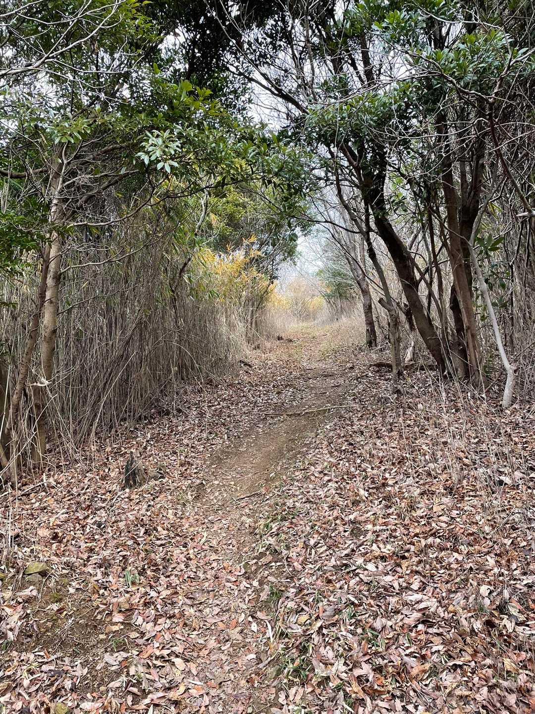 吉祥山 往復コースの写真
