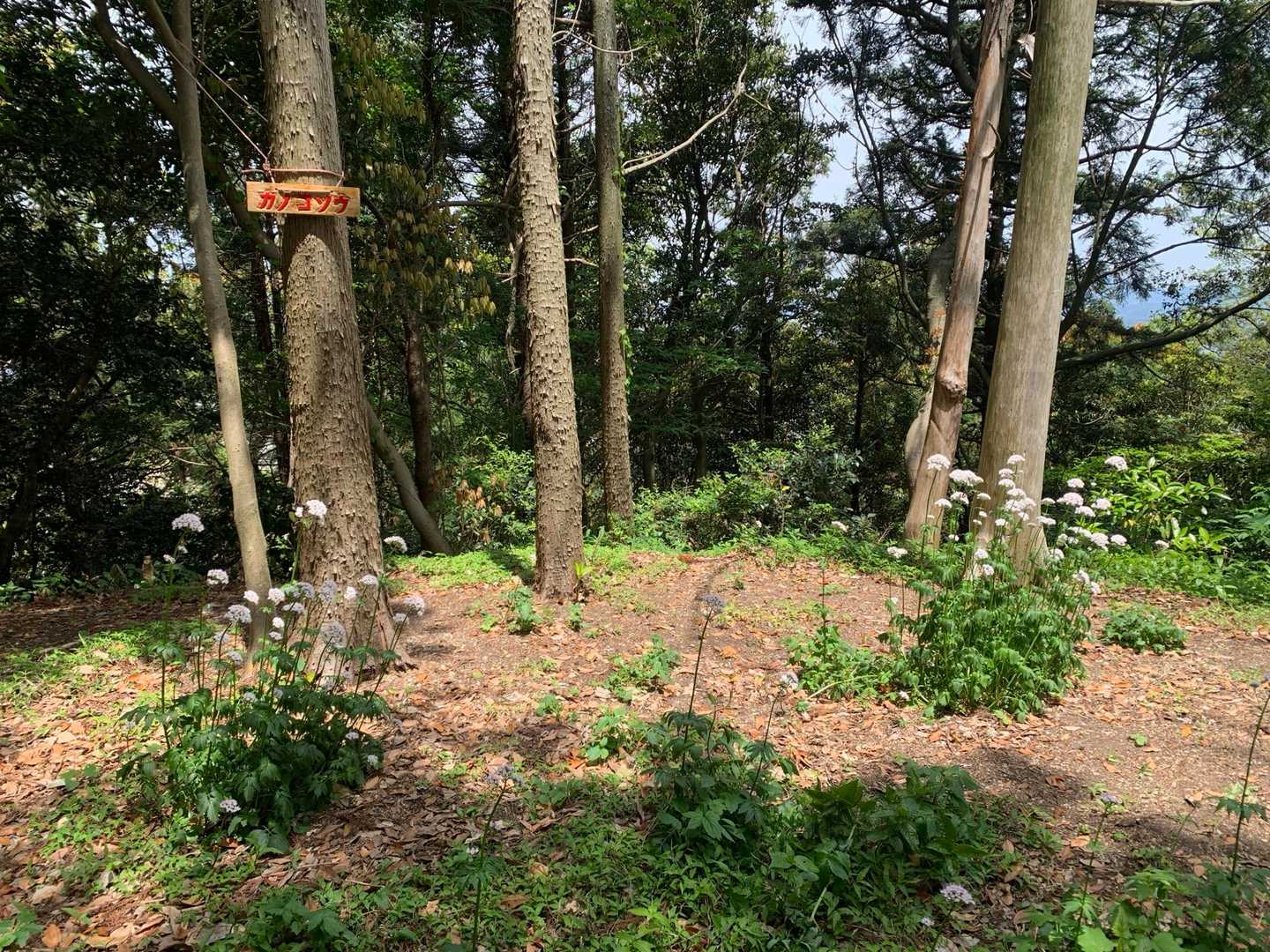 新しいカノコソウの看板。