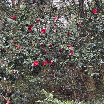 いつも思うんだけど、野生のツバキって豪快で素晴らしい。