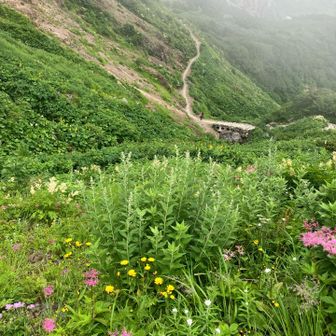 甚之助避難小屋に荷物をデポ
下山されてた観察会のメンバーさんより
白山のコマクサは持ち込まれたとか‥
と耳にしてお池巡への意欲がなくなだちゃった
で❣️室堂での自然観察会に参加しました。
とても勉強になりました👍
ところがスマホ充電切れ事故発生
ここからしばし一枚も写真が無いのです🤣

