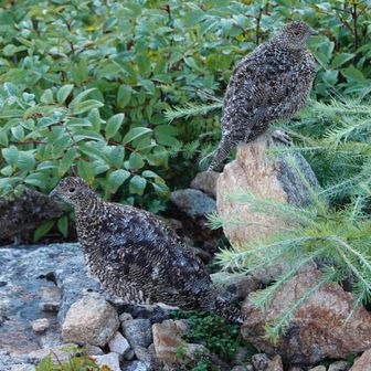 雷鳥が目の前にいた！（蛙岩のあたり）