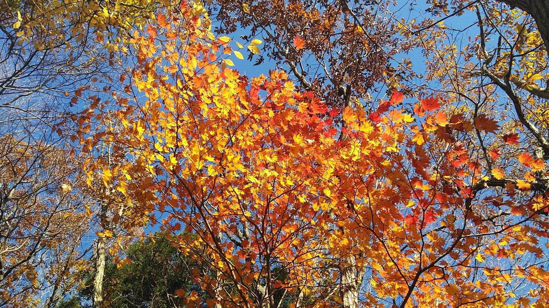 紅葉