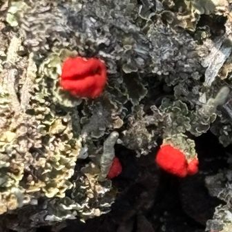 💋正式名称コアカミゴケ、モンローリップの本家は
イオウゴケみたいだけど、充分だよね
嬉しさのあまり、丁度通りかかった男性にも
「知ってます？コレが‥‥」😅