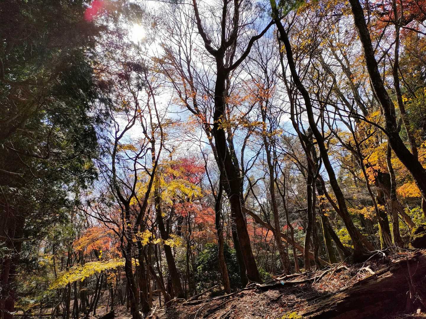 火男火売神社-鶴見岳-猪ノ瀬戸登山口-由布岳-正面登山口 縦走コースの写真