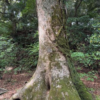 クスノキの巨木