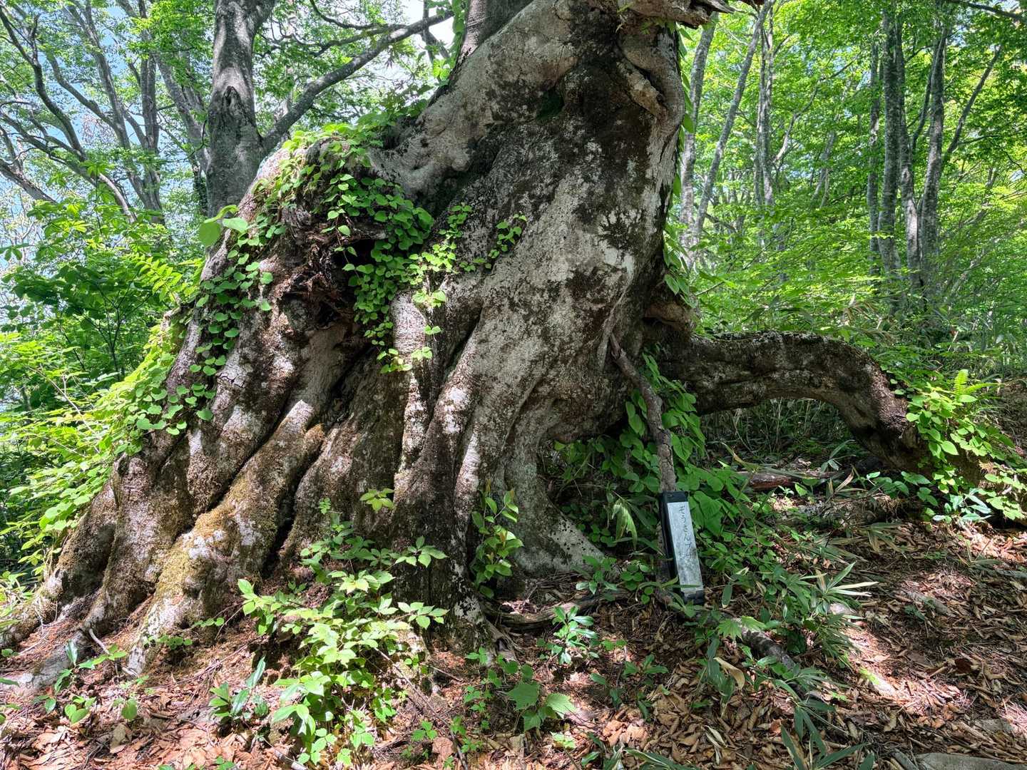 この辺りは静かなブナ林を楽しみながら進むことができます😌

大好きな雰囲気でした✨