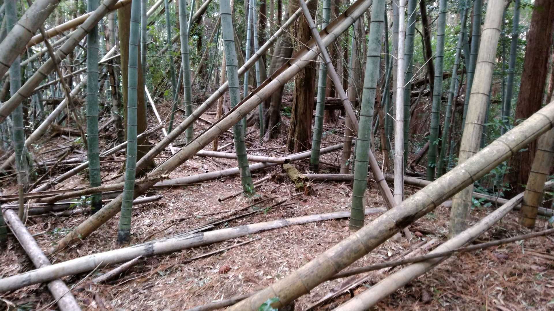 倒竹の中を進みます。