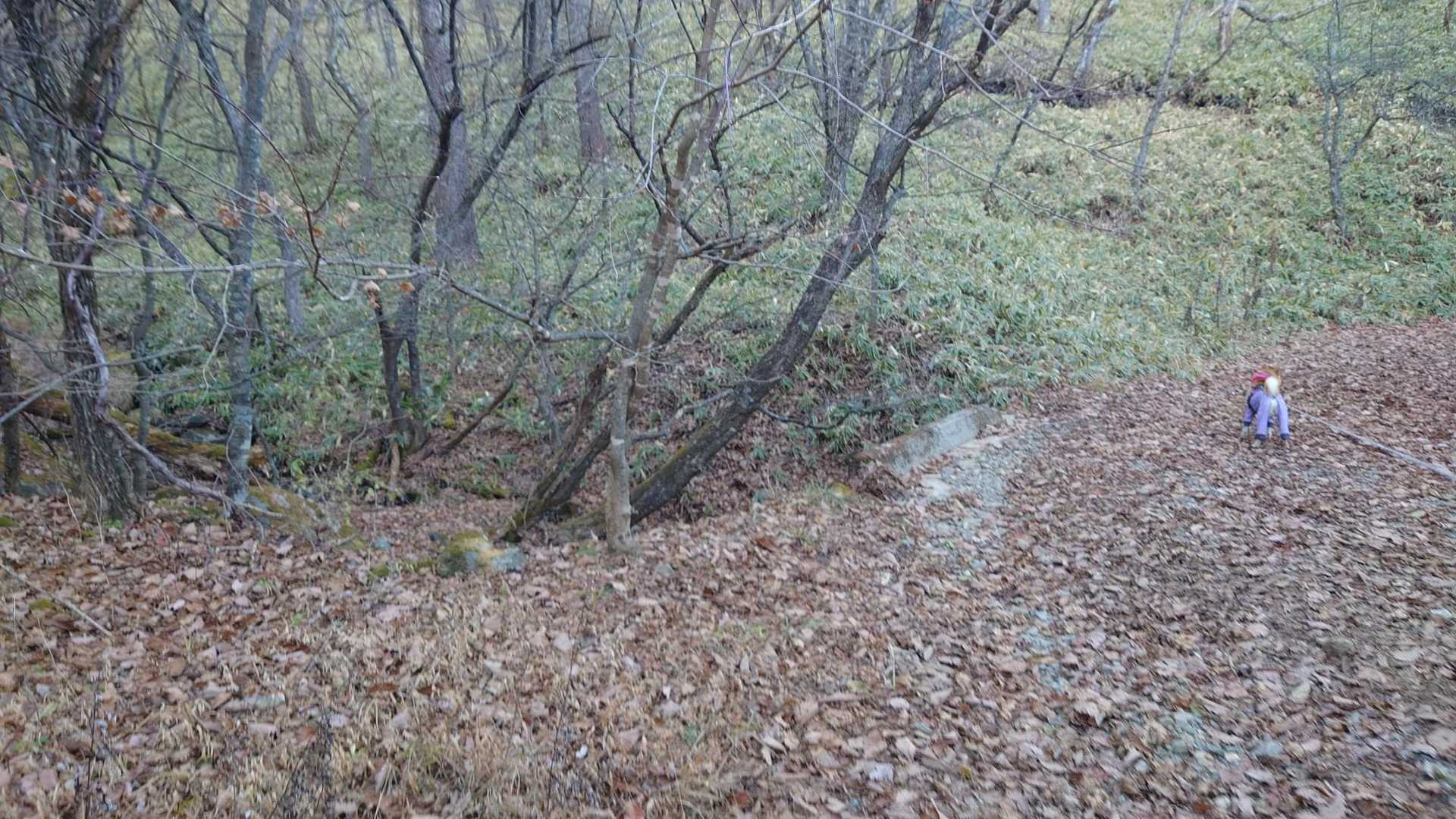 この分岐を左に曲がればまた美し森山にいけますが、いこっかといってもただひたすらずんずん歩くわんこの言う通りにしました。お疲れ山でした🐕️