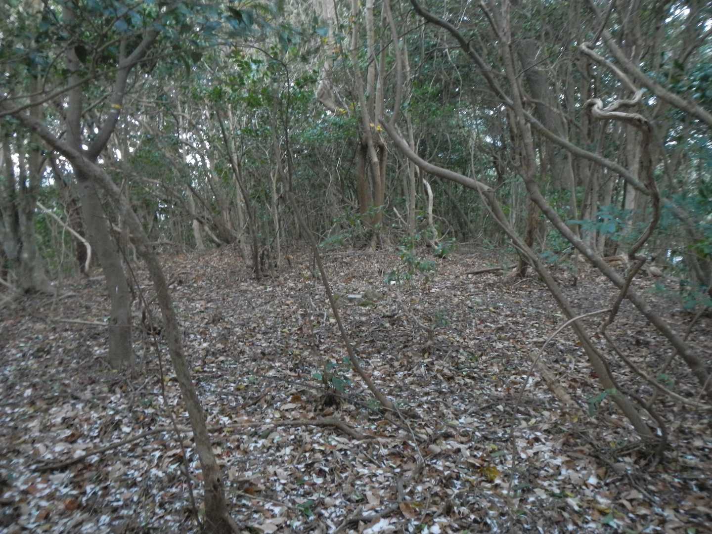 山頂 …何もなさそう