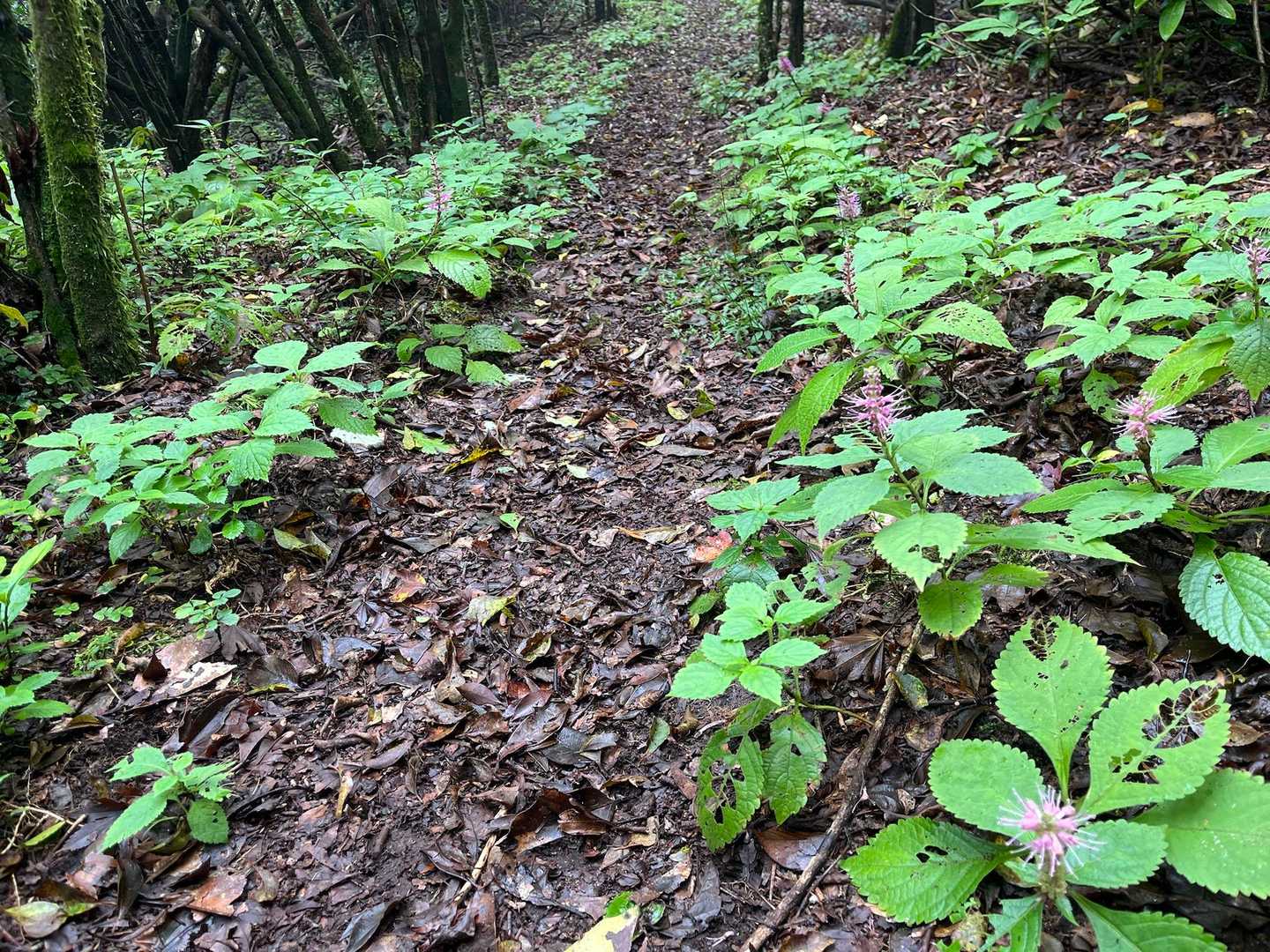 登山道の両脇に🎵