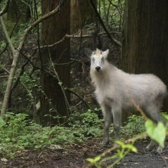 登って10 分もしないくらい
草むらから急にバサバサって音して現れました