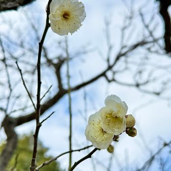 天満宮の梅が開花したと聞いたので境内散策
梅林駐車場から参集殿に向かう道の左側に咲いていました