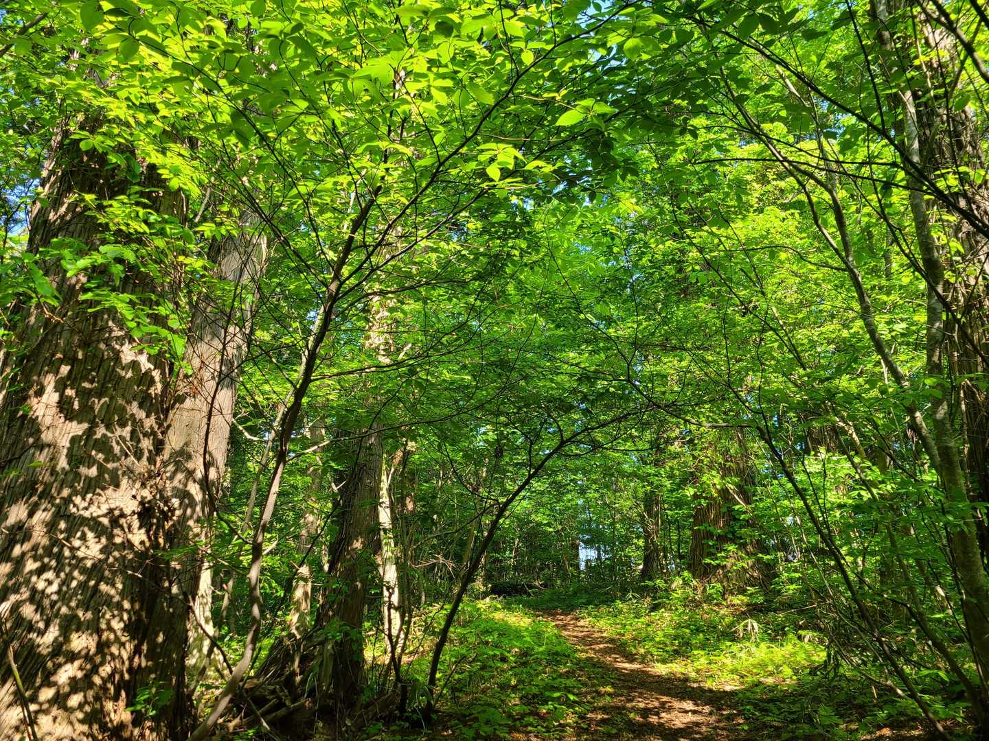 緑のトンネル🌿
今日も癒してもらいました✨✨✨
