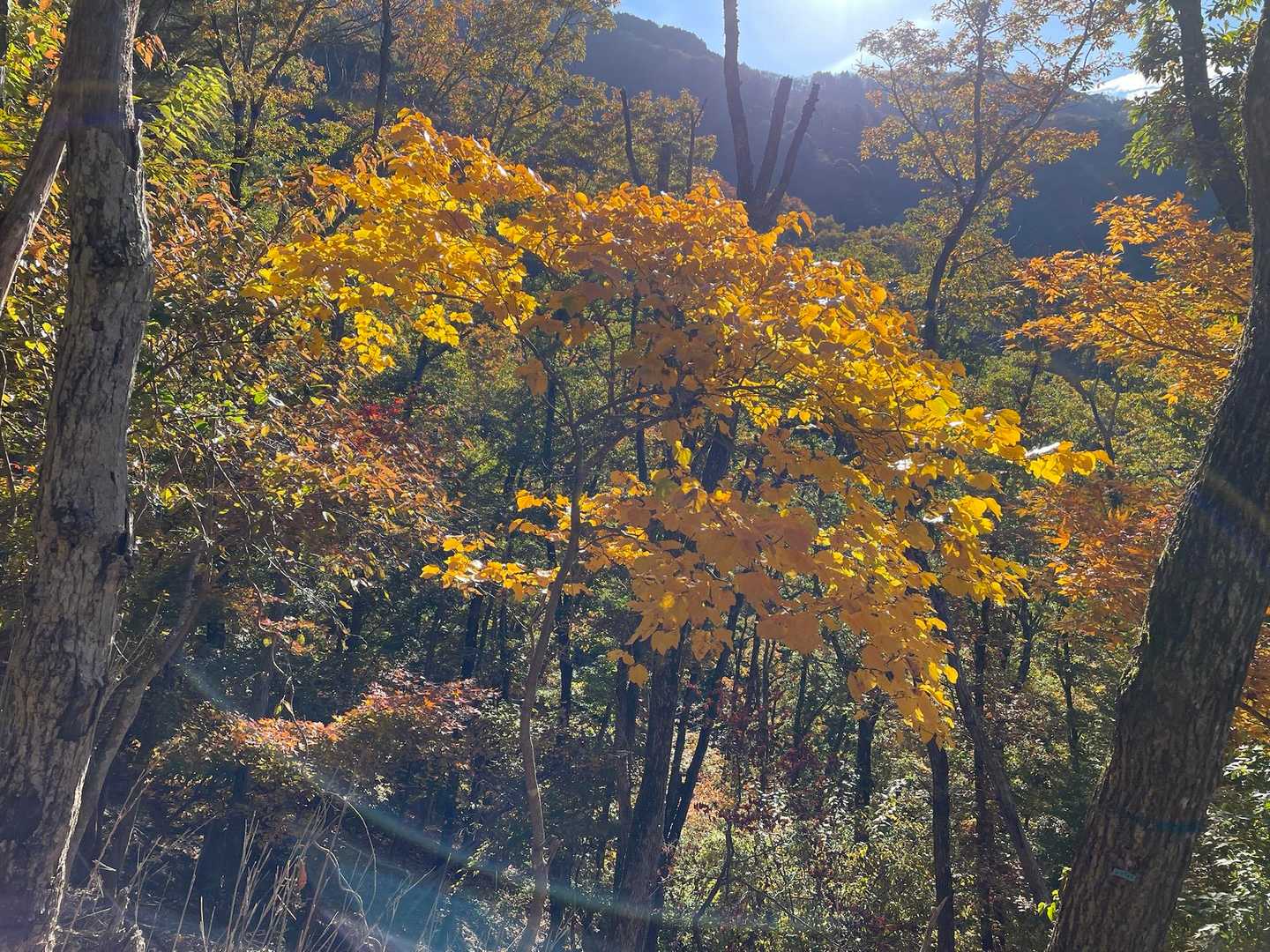加入道山 往復コースの写真