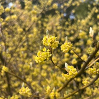 この花は忘れたわ