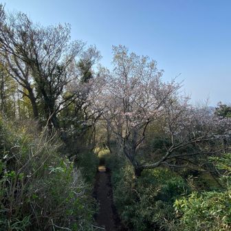 ハイキングコースではヤマザクラがちらほら咲いていましたね🌸