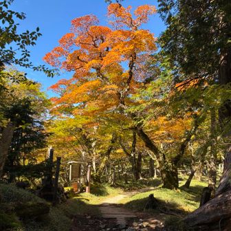 見事な紅葉