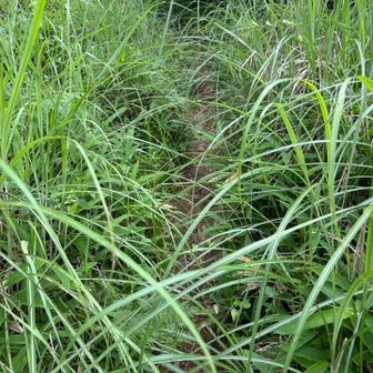 他にもたくさんこのような箇所あるので山頂着く頃にはかなり濡れる😫