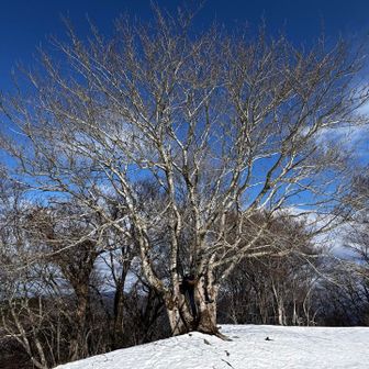 モニュメントみたいな木🌲
友人が木と一体化している