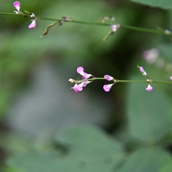 花がハサミで、切り取られて、最後の写真です。残念です
