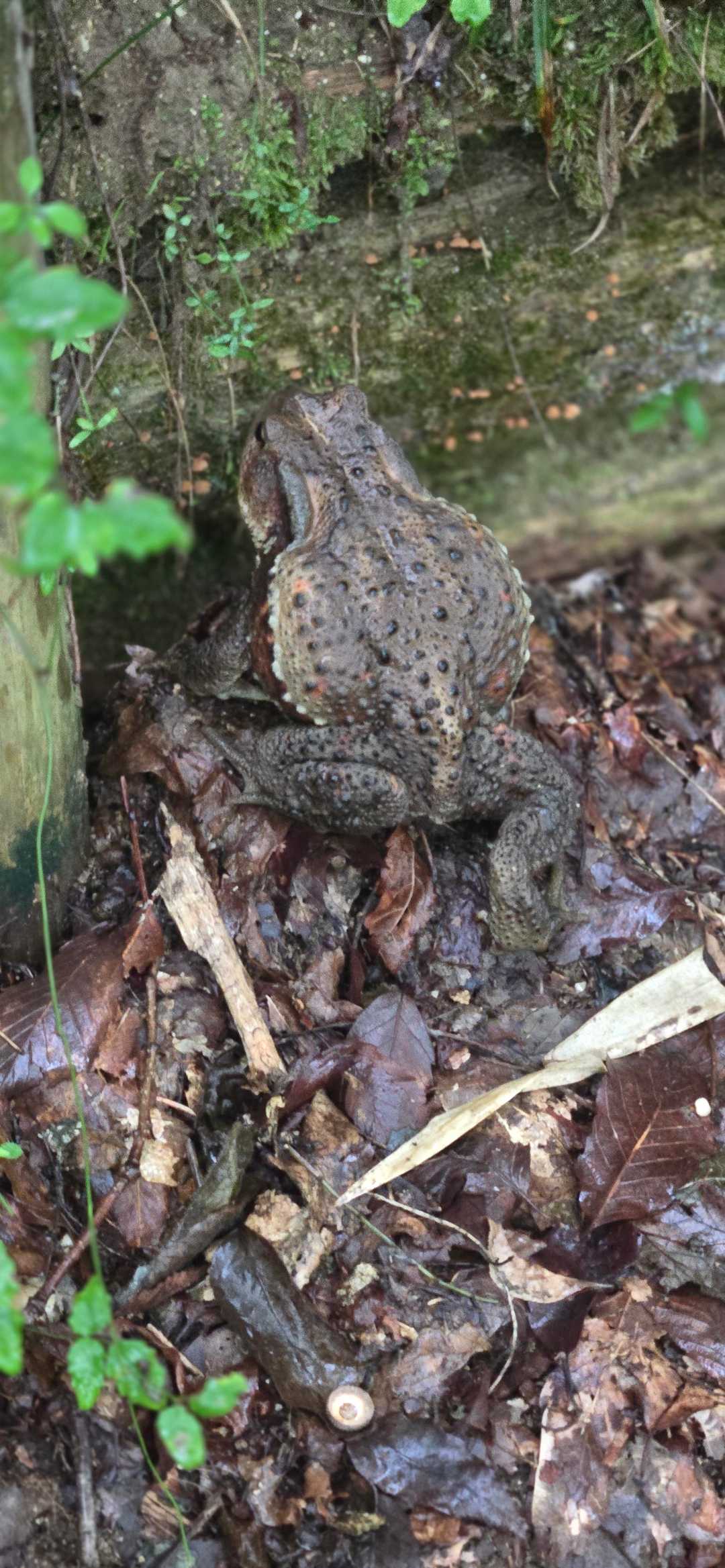 デカ(￣□￣;)!!  ガマガエル😅飛び出てビックリ❗