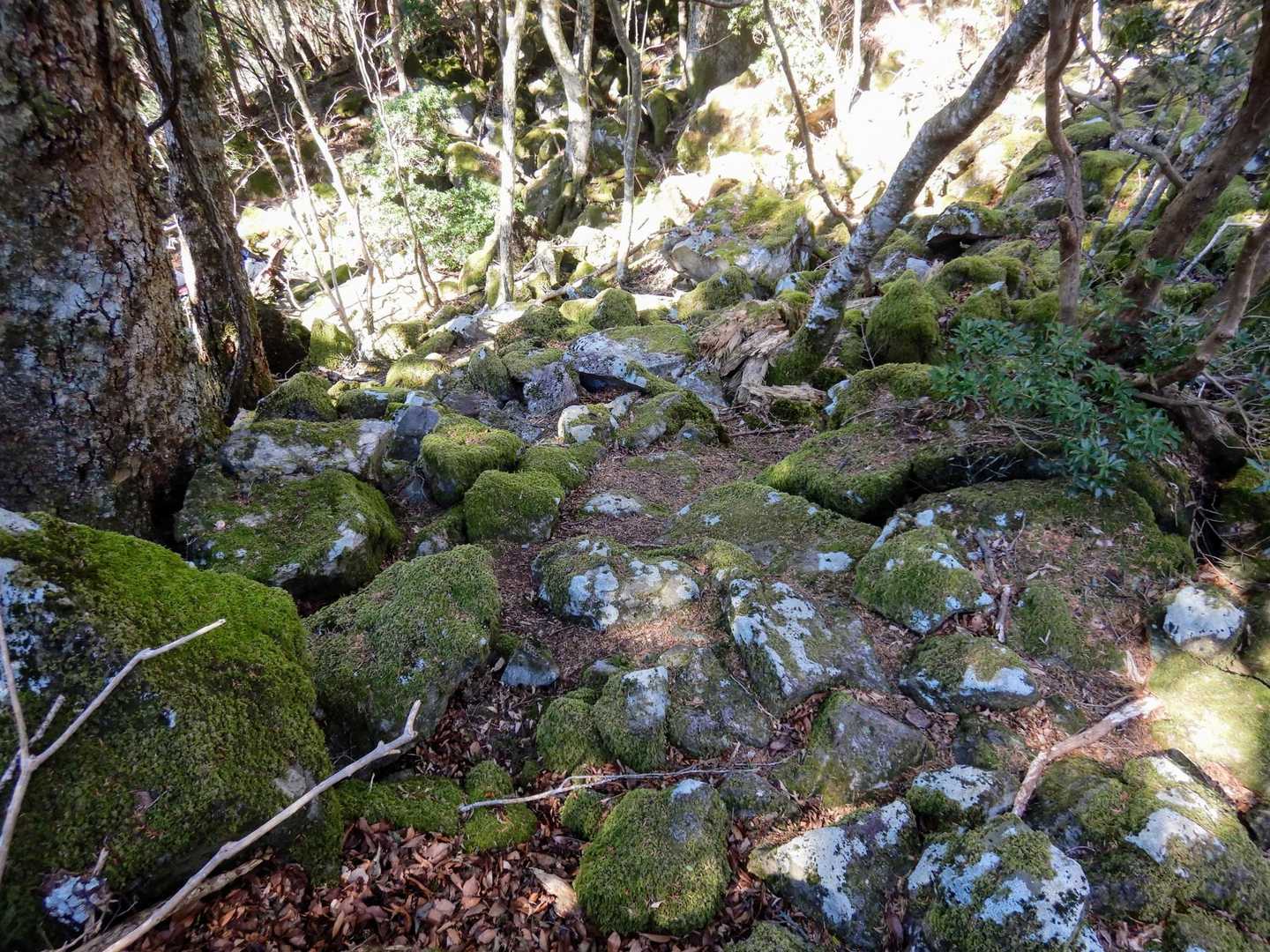 さて、焼き上がった大室山に向かうため、下山します。結局、山焼きを眺めていた人は10人くらいかな？
