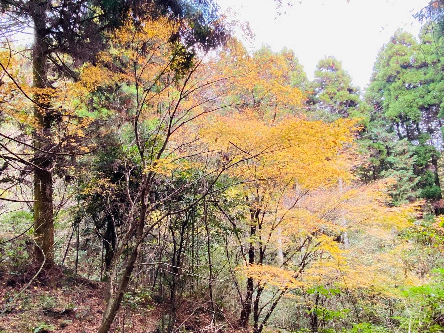 基山 往復コースの写真