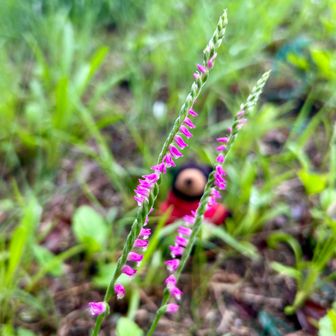 平行にネジバナ(o´罒`o) ﾅｶﾞｯ
