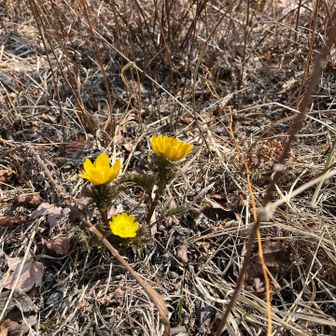 花は福寿草が咲いてました