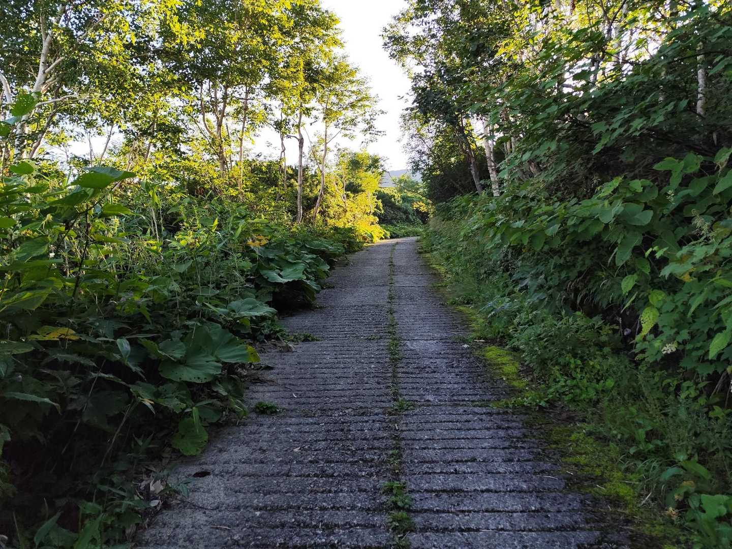 上ホロカメットク山-十勝岳 縦走コースの写真
