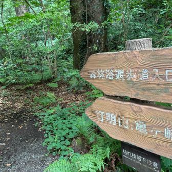 森林浴コース探索する余裕などゼロ