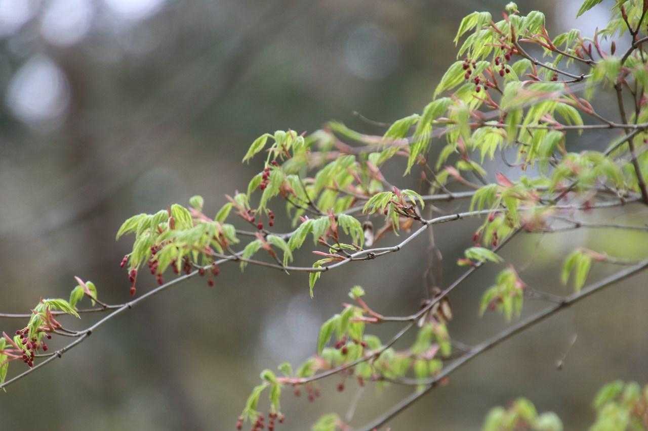 モミジの花も咲きだした