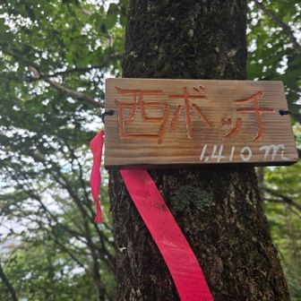 西ボッチ、山頂～⛰️
山名板が新しいですね✨

登山道にプラスチック杭が打たれていたので、恐らく測量作業で笹薮が刈り払われたのだと思います