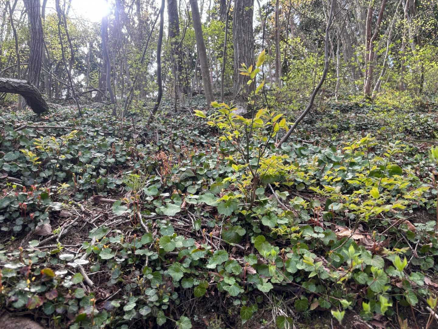 イワウチワ群生地に、花が全くありません。200%終わっています。
今年は、全く花の時期と合いません。呪われています。