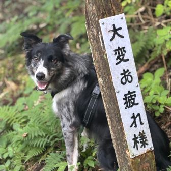 えんじゅ