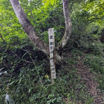 分岐