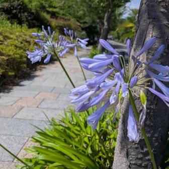 この花はアガパンサスです。

和名はムラサキクンシラン（紫君子蘭）と呼ばれます。

南アフリカが原産の多年草で、初夏に青紫や白の花を咲かせます。 [1, 2, 3, 4]

とのこと。