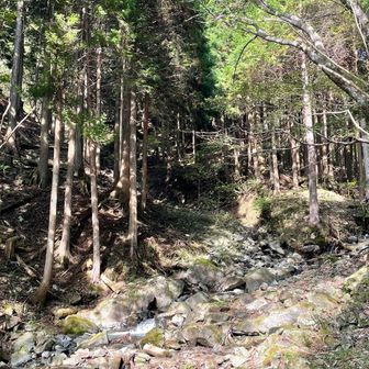 この辺看板もリボンもなくて沢を進んでいたけど合っていました