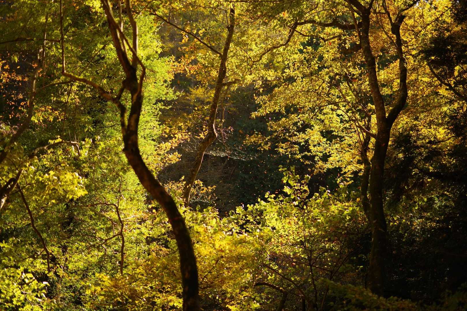 紅葉のはっぱが風で大量に落ちてきてまるで違う世界にいるよう
動画撮れば良かったなー